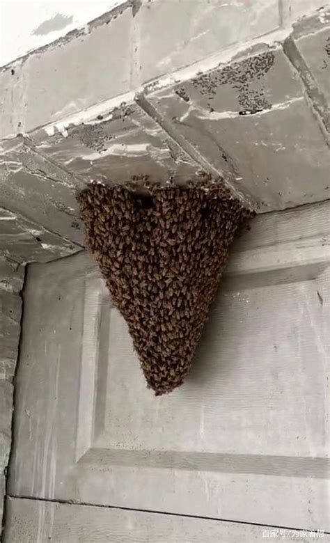 陰陽家 蜜蜂巢